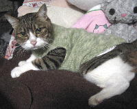セーターを着る猫